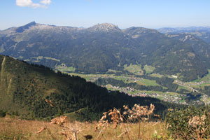 fellhorn